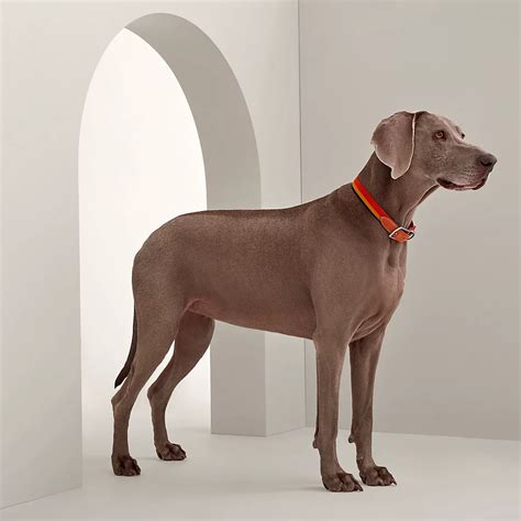 hermes dog rooster|Hermes dog collars 2024.